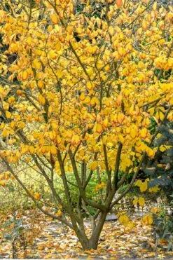 Ozark Witch Hazel (Hamamelis Vernalis) - 3 Gallon Pot -Breeze Sprout Sales hamamelis veralis vernal ozark witch hazel 12