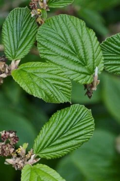 Ozark Witch Hazel (Hamamelis Vernalis) - 3 Gallon Pot -Breeze Sprout Sales hamamelis veralis vernal ozark witch hazel 2