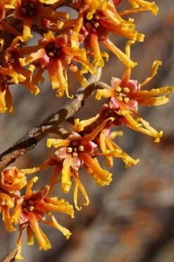 Ozark Witch Hazel (Hamamelis Vernalis) - 3 Gallon Pot -Breeze Sprout Sales hamamelis veralis vernal ozark witch hazel 4