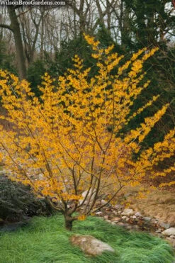 Ozark Witch Hazel (Hamamelis Vernalis) - 3 Gallon Pot -Breeze Sprout Sales hamamelis veralis vernal ozark witch hazel 8