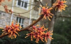 Ozark Witch Hazel (Hamamelis Vernalis) - 3 Gallon Pot -Breeze Sprout Sales hamamelis veralis vernal ozark witch hazel 9