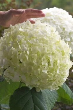 Incrediball Smooth Hydrangea - 3 Gallon Pot -Breeze Sprout Sales hydrangea arborescens incrediball 10