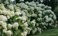Incrediball Smooth Hydrangea - 3 Gallon Pot -Breeze Sprout Sales hydrangea arborescens incrediball 12