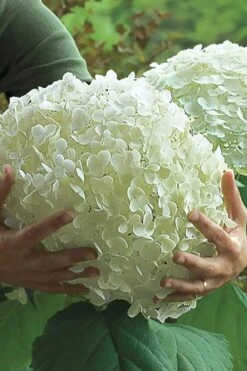 Incrediball Smooth Hydrangea - 3 Gallon Pot -Breeze Sprout Sales hydrangea arborescens incrediball 14