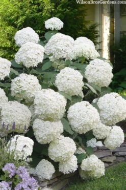 Incrediball Smooth Hydrangea - 3 Gallon Pot -Breeze Sprout Sales hydrangea arborescens incrediball 16