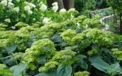 Invincibelle Sublime Smooth Hydrangea - 3 Gallon Pot -Breeze Sprout Sales hydrangea arborescens invincibelle sublime 2