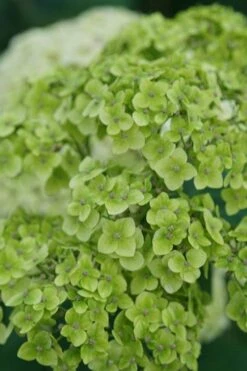 Invincibelle Sublime Smooth Hydrangea - 3 Gallon Pot -Breeze Sprout Sales hydrangea arborescens invincibelle sublime 3