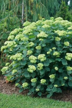 Invincibelle Sublime Smooth Hydrangea - 3 Gallon Pot -Breeze Sprout Sales hydrangea arborescens invincibelle sublime 6