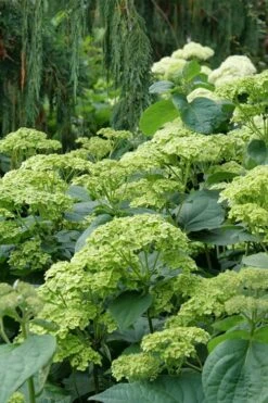 Invincibelle Sublime Smooth Hydrangea - 3 Gallon Pot -Breeze Sprout Sales hydrangea arborescens invincibelle sublime 7