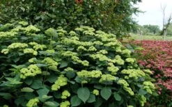 Invincibelle Sublime Smooth Hydrangea - 3 Gallon Pot -Breeze Sprout Sales hydrangea arborescens invincibelle sublime 8