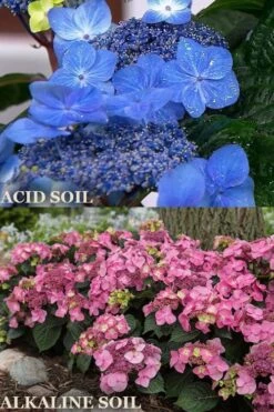 Endless Summer 'Pop Star' Hydrangea - 3 Gallon Pot -Breeze Sprout Sales hydrangea endless summer pop star 1