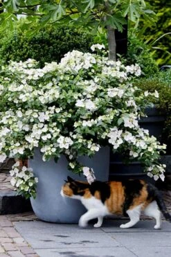 Fairytrail Bride Cascade Hydrangea - 1 Gallon Pot -Breeze Sprout Sales hydrangea fairytrail bride 7 1