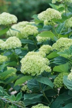 Invincibelle Sublime Smooth Hydrangea - 3 Gallon Pot -Breeze Sprout Sales hydrangea invincibelle sublime 500x750 1