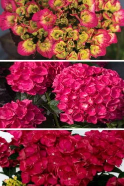 Akadama Hydrangea - 3 Gallon Pot 9 Akadama Hydrangea - 3 Gallon Pot -Breeze Sprout Sales hydrangea macrophylla akadama 3