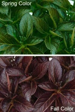 Akadama Hydrangea - 3 Gallon Pot 10 Akadama Hydrangea - 3 Gallon Pot -Breeze Sprout Sales hydrangea macrophylla akadama 4