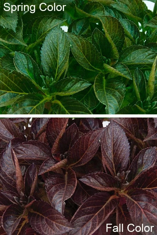 Akadama Hydrangea - 3 Gallon Pot 5 Akadama Hydrangea - 3 Gallon Pot - Image 5