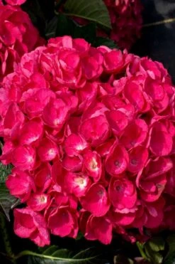 Akadama Hydrangea - 3 Gallon Pot 11 Akadama Hydrangea - 3 Gallon Pot -Breeze Sprout Sales hydrangea macrophylla akadama 6