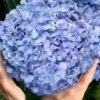 Big Daddy Hydrangea - 2 Gallon Pot