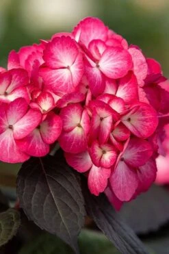 Eclipse Bigleaf Hydrangea - 3 Gallon Pot -Breeze Sprout Sales hydrangea macrophylla eclipse 1