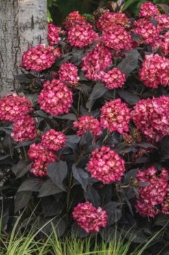 Eclipse Bigleaf Hydrangea - 3 Gallon Pot -Breeze Sprout Sales hydrangea macrophylla eclipse 3
