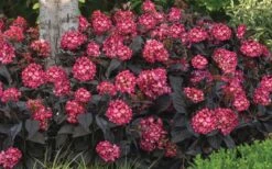 Eclipse Bigleaf Hydrangea - 3 Gallon Pot -Breeze Sprout Sales hydrangea macrophylla eclipse 4