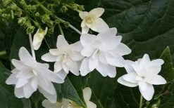 Fuji Waterfall Hydrangea - 3 Gallon Pot 9 Fuji Waterfall Hydrangea - 3 Gallon Pot -Breeze Sprout Sales hydrangea macrophylla fuji waterfall 2