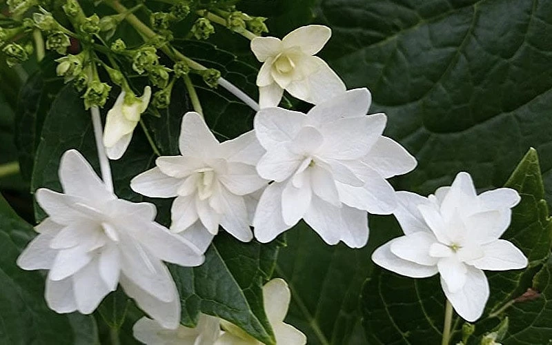 Fuji Waterfall Hydrangea - 3 Gallon Pot 4 Fuji Waterfall Hydrangea - 3 Gallon Pot - Image 4