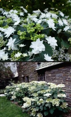 Fuji Waterfall Hydrangea - 3 Gallon Pot 10 Fuji Waterfall Hydrangea - 3 Gallon Pot -Breeze Sprout Sales hydrangea macrophylla fuji waterfall 4
