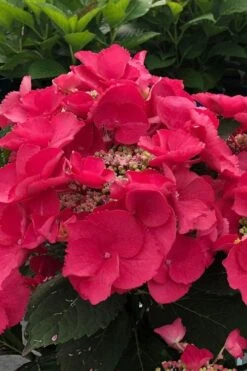 Cherry Explosion Hydrangea - 1 Gallon Pot -Breeze Sprout Sales hydrangea macrophylla mckay cherry explosion 100 1