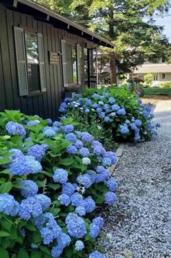 Penny Mac Hydrangea - 3 Gallon Pot -Breeze Sprout Sales hydrangea macrophylla penny mac 23