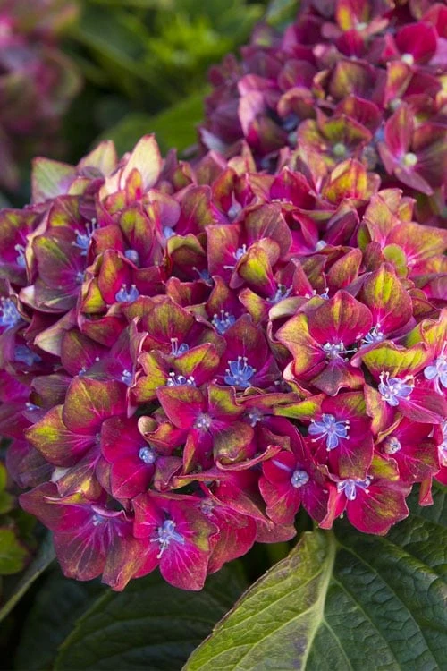 Pistachio Hydrangea - 3 Gallon Pot 6 Pistachio Hydrangea - 3 Gallon Pot - Image 6