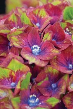 Pistachio Hydrangea - 5 Gallon Pot -Breeze Sprout Sales hydrangea macrophylla pistachio 6 1