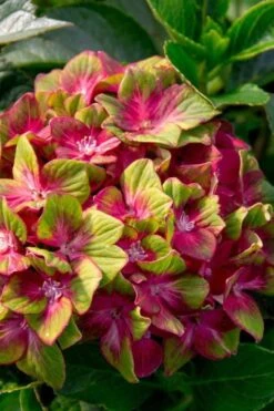 Pistachio Hydrangea - 5 Gallon Pot -Breeze Sprout Sales hydrangea macrophylla pistachio 7 1