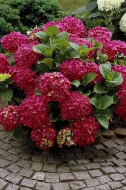 Red Sensation Hydrangea - 3 Gallon Pot -Breeze Sprout Sales hydrangea macrophylla red sensation 2