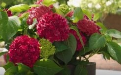 Red Sensation Hydrangea - 3 Gallon Pot -Breeze Sprout Sales hydrangea macrophylla red sensation 6