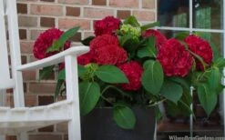 Red Sensation Hydrangea - 3 Gallon Pot -Breeze Sprout Sales hydrangea macrophylla red sensation 7