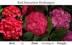 Red Sensation Hydrangea - 3 Gallon Pot -Breeze Sprout Sales hydrangea macrophylla red sensation 8