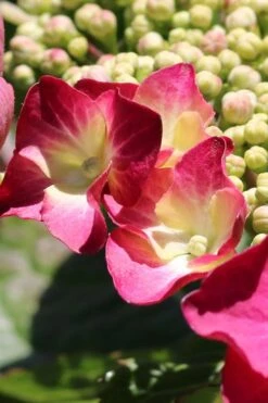 Teller Red Hydrangea - 1 Gallon Pot -Breeze Sprout Sales hydrangea macrophylla teller red 2