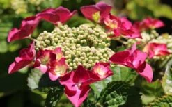 Teller Red Hydrangea - 1 Gallon Pot -Breeze Sprout Sales hydrangea macrophylla teller red 3