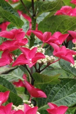 Teller Red Hydrangea - 1 Gallon Pot -Breeze Sprout Sales hydrangea macrophylla teller red 4