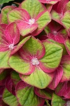Tilt-A-Swirl Hydrangea - 3 Gallon Pot -Breeze Sprout Sales hydrangea macrophylla tilt a swirl 4