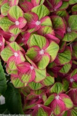Tilt-A-Swirl Hydrangea - 3 Gallon Pot -Breeze Sprout Sales hydrangea macrophylla tilt a swirl 5