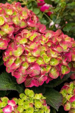 Tilt-A-Swirl Hydrangea - 3 Gallon Pot -Breeze Sprout Sales hydrangea macrophylla tilt a swirl 7