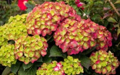 Tilt-A-Swirl Hydrangea - 3 Gallon Pot -Breeze Sprout Sales hydrangea macrophylla tilt a swirl 8
