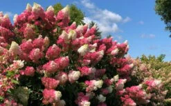 Berry White Panicle Hydrangea - 3 Gallon Pot 13 Berry White Panicle Hydrangea - 3 Gallon Pot -Breeze Sprout Sales hydrangea paniculata berry white 4
