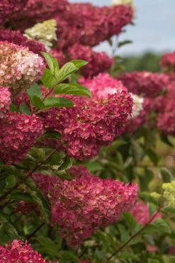 Berry White Panicle Hydrangea - 3 Gallon Pot 16 Berry White Panicle Hydrangea - 3 Gallon Pot -Breeze Sprout Sales hydrangea paniculata berry white 5
