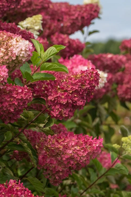 Berry White Panicle Hydrangea - 3 Gallon Pot 8 Berry White Panicle Hydrangea - 3 Gallon Pot - Image 8