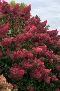 Berry White Panicle Hydrangea - 3 Gallon Pot 17 Berry White Panicle Hydrangea - 3 Gallon Pot -Breeze Sprout Sales hydrangea paniculata berry white 7