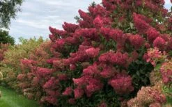 Berry White Panicle Hydrangea - 3 Gallon Pot 15 Berry White Panicle Hydrangea - 3 Gallon Pot -Breeze Sprout Sales hydrangea paniculata berry white 8