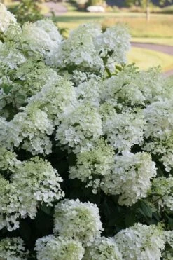 Bobo Hydrangea - 3 Gallon Pot -Breeze Sprout Sales hydrangea paniculata bobo 3